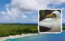 Унікальний кораловий острів, де ніхто не живе: чому Гендерсон не заселений людьми