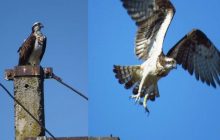 На Черкащині зустріли великого хижого птаха, якого закільцювали у Фінляндії