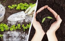 Ці добрива замінять машину гною: ось що використовують досвідчені городники