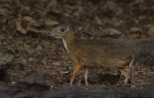 Вважався вимерлим понад 30 років: біолог розповів про унікального оленя розміром з кролика
