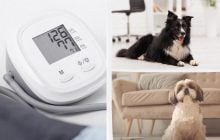 Лікарі та ветеринари назвали 7 порід собак, які допоможуть знизити артеріальний тиск