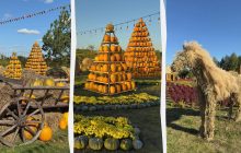 В "Добропарке" под Киевом появилась грандиозная тыквенная локация (фото, видео)