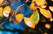 Погода удивит: ноябрь в Украине начнется почти по-весеннему