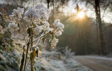 Львов скуют сильные заморозки: объявлен II уровень опасности (инфографика)