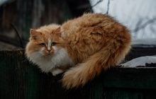 Серйозне похолодання мчить до України: синоптикиня назвала дати