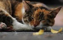 Ученые выяснили, когда в Китае появились первые домашние кошки