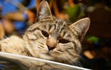 На выходных в Украине станет чуть теплее, но есть нюанс