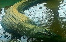 Тягли з болота понад 100 людей: що відомо про найдовшого крокодила, якого вдалося зловити