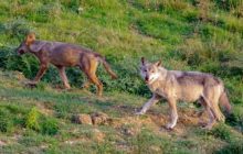 Волк Славк прошел более 1600 километров и преодолел Альпы: ученые удивлены причиной