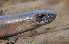 Собираются десятками особей: возле ЧАЭС к зимовке готовятся безногие ящерицы (фото)