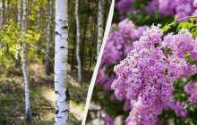 Какие деревья и кусты нельзя сажать рядом с домом: повредят фундамент и уничтожат трубы