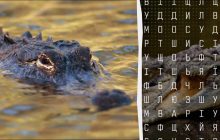 97% людей не могут найти слово "крокодил" за 12 секунд: очень сложная головоломка