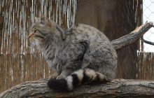 На Одещині знайшли дитинчат рідкісного лісового кота, науковець розповів про їхню долю (відео)