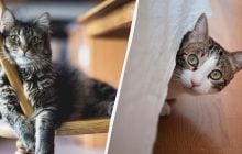 Скучают ли кошки одни дома: что они делают, когда вас нет рядом