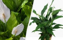 Чим підживити спатифілум: садівник назвав дієве добриво, яке є на кожній кухні