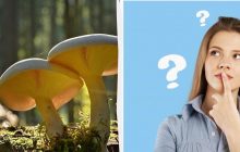 Тільки 2% геніїв знайдуть слово "гриб" за 12 секунд: напрочуд складна головоломка