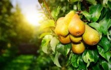Що станеться з організмом, якщо їсти груші щодня