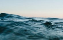 Не синий кит или гигантский кальмар: какое морское существо самое большое в мире