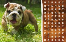 Де слово "бульдог": на пошук відповіді в головоломці у вас є лиш 10 секунд