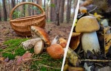 Отруйні чи їстівні: біолог розповів, як не помилитися під час збирання грибів