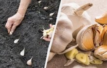 Как и когда сажать озимый чеснок: головки будут размером с кулак