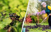 Шикарне підживлення для смородини під зиму: наступного року кущі будуть ломитися від ягід