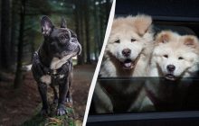 Ці собаки пахнуть "псиною" сильніше за інших: їх краще не заводити у квартиру