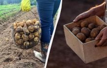 Картопля пролежить до літа: де зберігати, якщо немає льоху