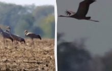 Слышно издалека: в Одесской области удалось заснять редкую птицу (видео)