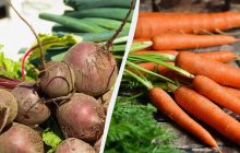 Морковь и свекла останутся свежими до весны без погреба: вот где их можно хранить