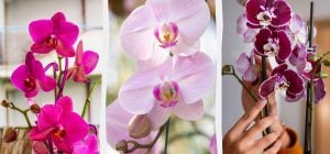 Что делать с орхидеей после цветения: садоводы раскрыли секреты правильного ухода