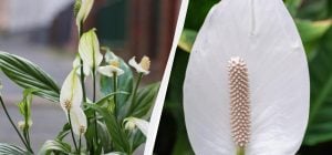 Спатифілум рясно зацвіте, якщо взимку додати в горщик цей важливий компонент