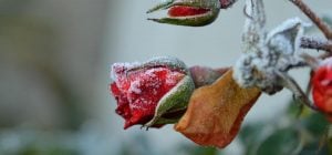 Как правильно обрезать розы, чтобы они пережили зиму: эксперт дала важные советы