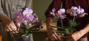 Орхідея цвістиме без зупину: у мережі завірусився простий трюк