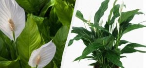 Спатифиллум будет процветать годами: садоводы рассказали, как вырастить