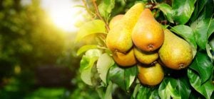 Як виростити грушу: прості правила для гарного врожаю