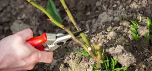 Садоводы назвали 10 растений, которые всегда нужно обрезать в декабре