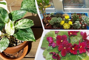 Які кімнатні рослини будуть добре рости на вашій кухні: експерти назвали топ-10