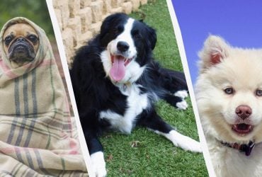 У Forbes Advisor назвали 10 найбільш адекватних порід собак: їхня поведінка бездоганна