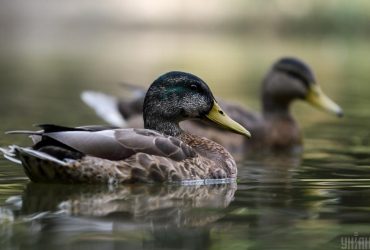 2 вересня температура у Києві впаде одразу на 5 градусів