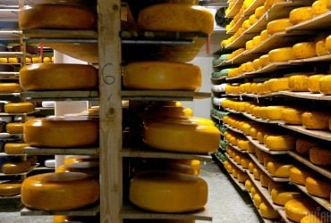 Украинские сыроделы массово сокращают производство: что стало причиной