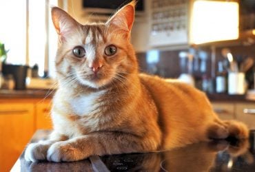 Почему кот ворует еду: ветеринар объяснила причину и дала совет, как это прекратить