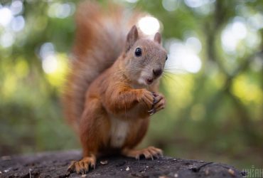 Погода потішить киян теплом, але є нюанс (графік)