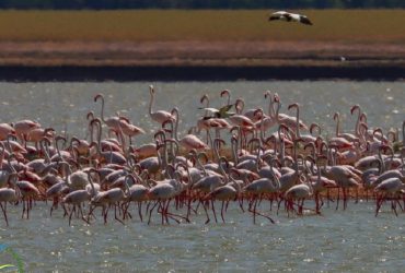 На Одещині фламінго не змогли вивести потомство: екологи назвали причину