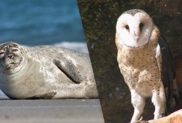 Какие животные обладают самым острым слухом: ученые назвали лучших слухачей