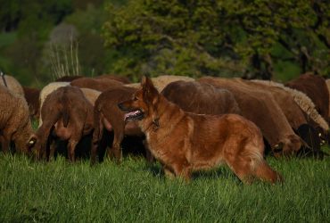 Кінолог, який дресував 3 тисячі собак, назвав три породи, яких варто уникати