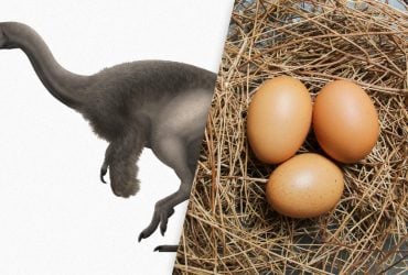 Какое животное откладывало самые большие яйца: это не страус