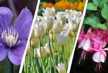 Експерт назвала 7 рослин, які варто посадити в саду цієї осені