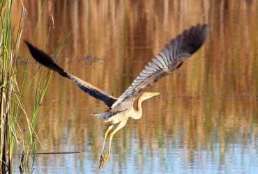 У природному парку на Одещині помітили справжнього аса маскування (фото)