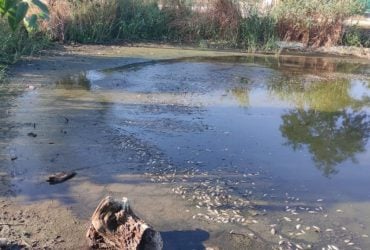 Резкий запах тухлых яиц: экологи бьют тревогу из-за опасности в Украинской Венеции